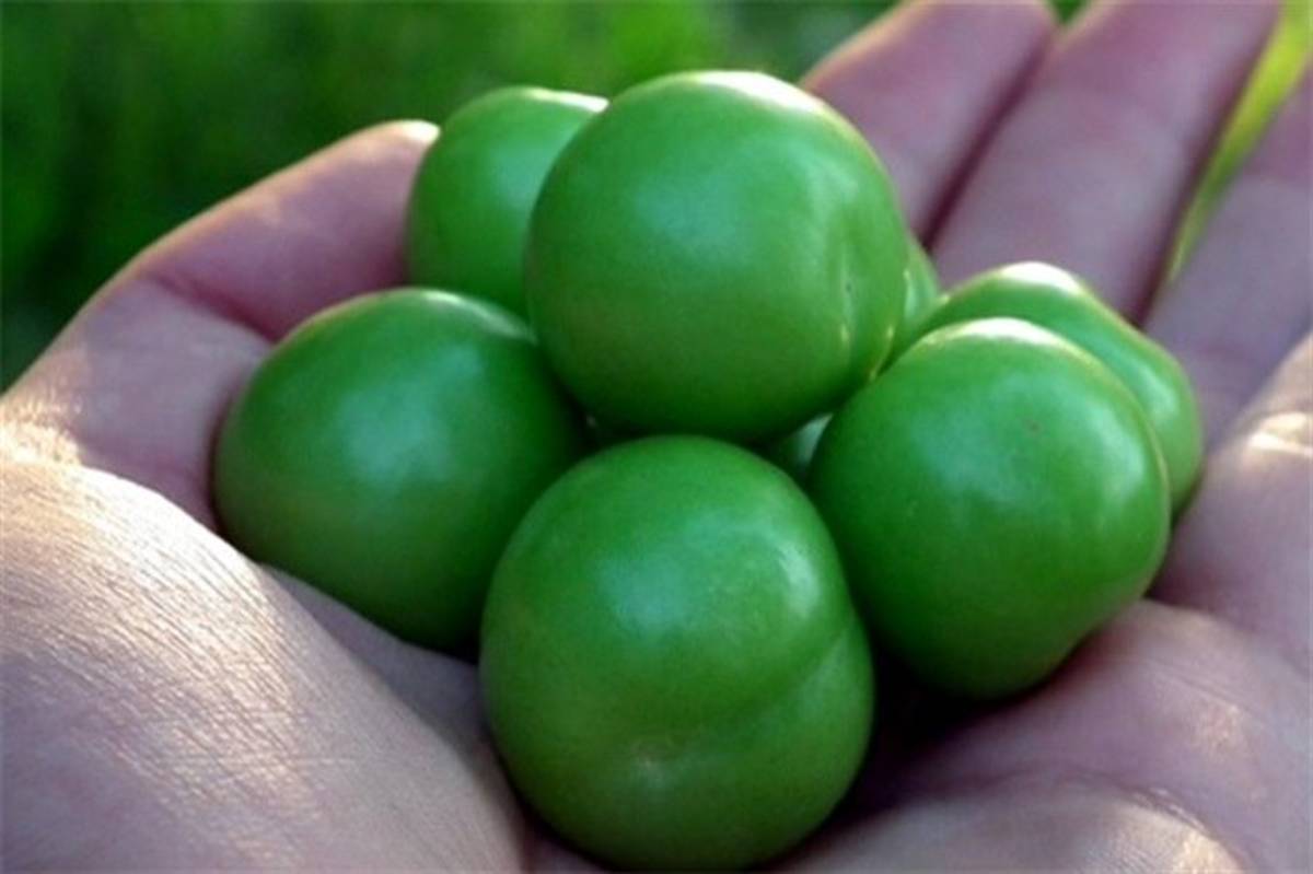 فواید گوجه سبز برای بدن